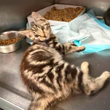 Crank -  Domestic Short Hair Cat for Adoption in Shinnston, West Virginia - Crank | PetCurious