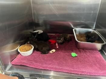 Nightingale -  Domestic Short Hair Cat for Adoption in Murray, Kentucky - Nightingale | PetCurious