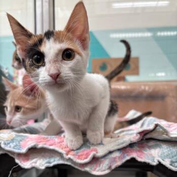 Birch -  Domestic Short Hair Cat for Adoption in Corpus Christi, Texas - Birch | PetCurious