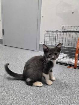 Halliwell -  Domestic Short Hair Cat for Adoption in Sevierville, Tennessee - Halliwell | PetCurious