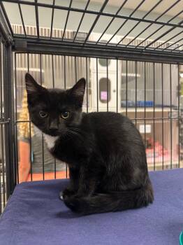 FiFi (Hamilton) -  Domestic Short Hair Cat for Adoption in Johnson City, Tennessee - FiFi (Hamilton) | PetCurious