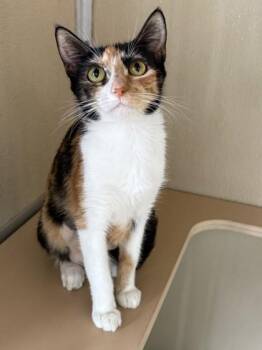 Grace -  Domestic Short Hair Cat for Adoption in Honolulu, Hawaii - Grace | PetCurious