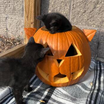 Oak -  Domestic Short Hair Cat for Adoption in Oconto, Wisconsin - Oak | PetCurious