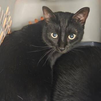 Beauty -  Domestic Short Hair Cat for Adoption in Chattanooga, Tennessee - Beauty | PetCurious