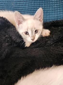 Domestic Short Hair Cats Available for Adoption in San Antonio, Texas - Polly Parsnip | PetCurious