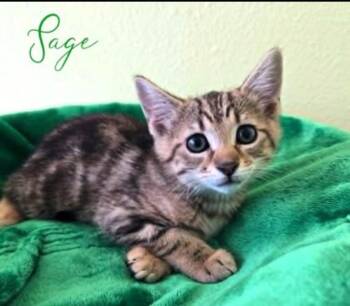 Sage -  Domestic Short Hair Cat for Adoption in Blountville, Tennessee - Sage | PetCurious
