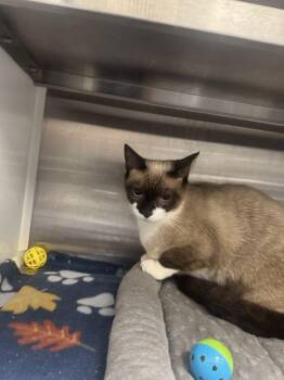 Hopper -  Domestic Short Hair Cat for Adoption in Hilton Head Island, South Carolina - Hopper | PetCurious