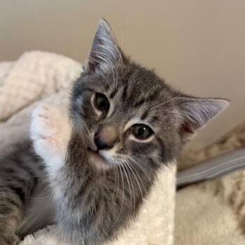 Samuel -  Domestic Short Hair Cat for Adoption in Cumming, Georgia - Samuel | PetCurious