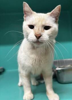 Flame 1yr (AVA 10/15) -  Domestic Short Hair Cat for Adoption in Sterling, Massachusetts - Flame 1yr (AVA 10/15) | PetCurious