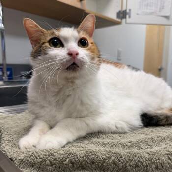 Domestic Short Hair Cats Available for Adoption in Sarasota, Florida - Sweety | PetCurious