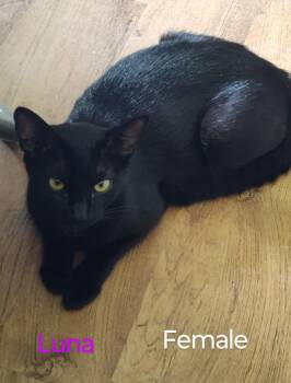 Rescue Domestic Short Hair Cats for Adoption in Myrtle Beach, South Carolina - Luna (urgent Courtesy Listing) | PetCurious
