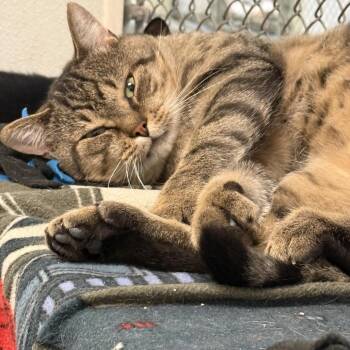Mister -  Domestic Short Hair Cat for Adoption in New York, New York - Mister | PetCurious