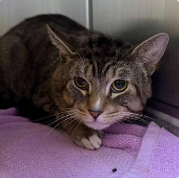 Rescue Domestic Short Hair Cats for Adoption in Barnstable, Massachusetts - LORENZO | PetCurious
