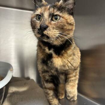 Domestic Short Hair Cats Available for Adoption in Bonners Ferry, Idaho - Lorraine | PetCurious