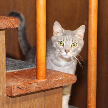 Star - Coming soon to Pet Supplies Plus -  Tabby and Domestic Short Hair Cat for Adoption in Harrisburg, Pennsylvania - Star - Coming Soon To Pet Supplies Plus | PetCurious