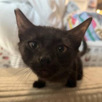 Miss Molly -  Domestic Short Hair Cat for Adoption in Las Vegas, Nevada - Miss Molly | PetCurious