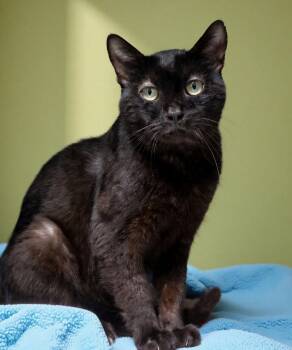 CALVIN -  Domestic Short Hair Cat for Adoption in Pasadena, California - CALVIN | PetCurious