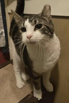 Rescue Domestic Short Hair Cats for Adoption in Sayville, New York - Betty And Wilma | PetCurious