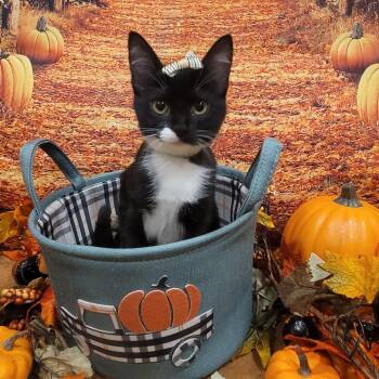 Rescue American Shorthair Cats for Adoption in Tipton, Indiana - Marta | PetCurious