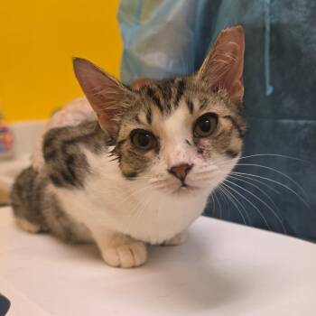 Grin -  Domestic Short Hair Cat for Adoption in Newark, New Jersey - Grin | PetCurious