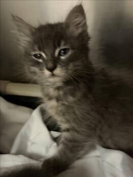 VENOM -  Domestic Short Hair Cat for Adoption in Las Vegas, Nevada - VENOM | PetCurious