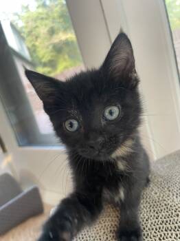 Rescue Domestic Short Hair Cats for Adoption in Chicago, Illinois - Astrid ( Aka Pansy) | PetCurious