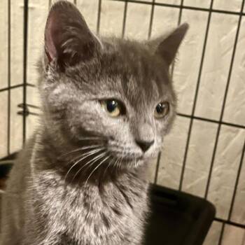 Domestic Short Hair Cats Available for Adoption in Asheville, North Carolina - Simper | PetCurious