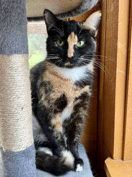 Calico Cats Available for Adoption - Delilah Aka Dally! | PetCurious