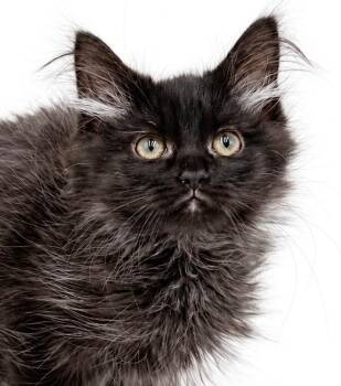 CARROT is a poofy onyx princess -  Maine Coon and Norwegian Forest Cat Cat for Adoption in Bedford Hills, New York - CARROT Is A Poofy Onyx Princess | PetCurious