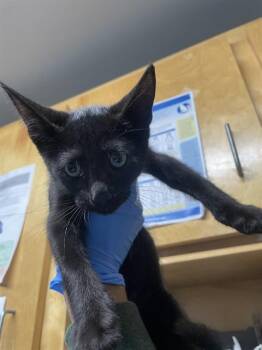 Domestic Short Hair Cats Available for Adoption in Tallahassee, Florida - SILK | PetCurious