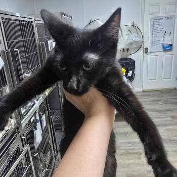 Velvet -  Domestic Short Hair Cat for Adoption in Marble, North Carolina - Velvet | PetCurious