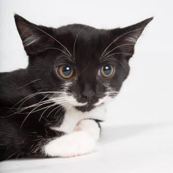 Domestic Short Hair Cats Available for Adoption - Peach | PetCurious