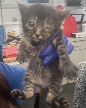 Rescue Domestic Short Hair Cats for Adoption in Dallas, Texas - SUNSHINE | PetCurious