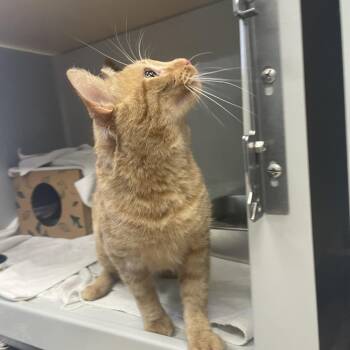 Strawberry -  Domestic Short Hair Cat for Adoption in Saint Charles, Missouri - Strawberry | PetCurious