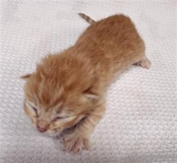 PUMPKIN -  Domestic Short Hair Cat for Adoption in Riverside, California - PUMPKIN | PetCurious