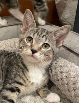 Rescue Domestic Short Hair Cats for Adoption in Woodland Park, New Jersey - Curdle (LE) | PetCurious