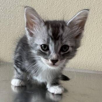 Twinkie -  Domestic Short Hair Cat for Adoption in Clavet, Saskatchewan - Twinkie | PetCurious