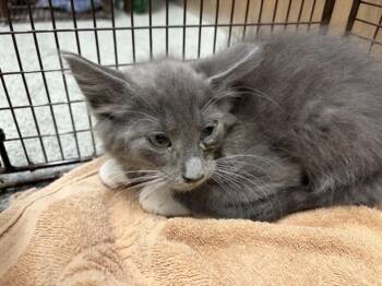 TRITON -  Domestic Long Hair Cat for Adoption in Loveland, Colorado - TRITON | PetCurious