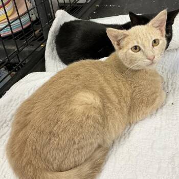 Khaki -  Domestic Short Hair Cat for Adoption in Wappingers Falls, New York - Khaki | PetCurious