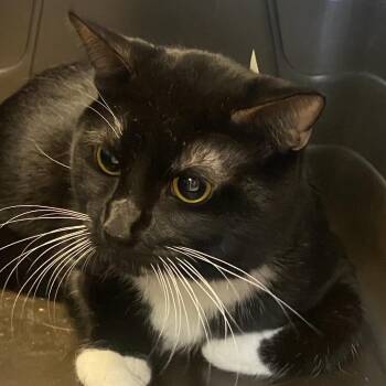 Midnight -  Domestic Short Hair Cat for Adoption in Columbus, Georgia - Midnight | PetCurious