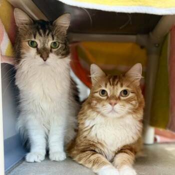Mish Mish -  Domestic Medium Hair Cat for Adoption in Atlanta, Georgia - Mish Mish | PetCurious