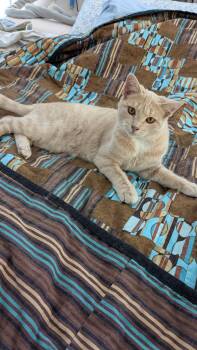 Rescue Domestic Short Hair Cats for Adoption in Mineral Point, Wisconsin - Tostada | PetCurious