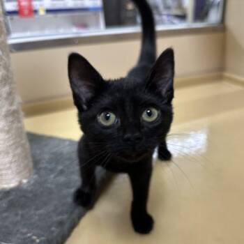 Lexie -  Domestic Short Hair Cat for Adoption in Edmond, Oklahoma - Lexie | PetCurious