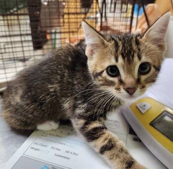 FRED -  Domestic Short Hair Cat for Adoption in Pueblo, Colorado - FRED | PetCurious