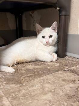 Domestic Short Hair Cats Available for Adoption in Jurupa Valley, California - Bartok | PetCurious