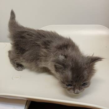 Rescue Domestic Medium Hair Cats for Adoption in Coos Bay, Oregon - Gia | PetCurious