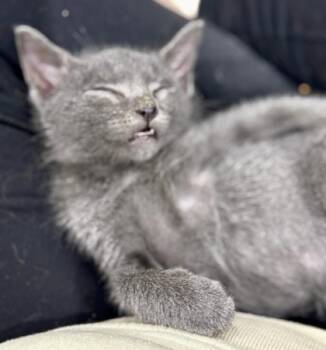 Rescue Domestic Short Hair and Russian Blue Cats for Adoption in Fort Worth, Texas - Nimbus (pre Adopt) | PetCurious