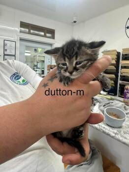 Dutton -  Domestic Short Hair Cat for Adoption in Glenfield, New York - Dutton | PetCurious