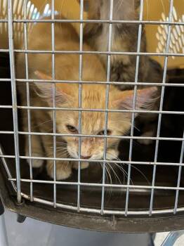 Domestic Short Hair Cats Available for Adoption in Palmetto, Florida - A135388 | PetCurious