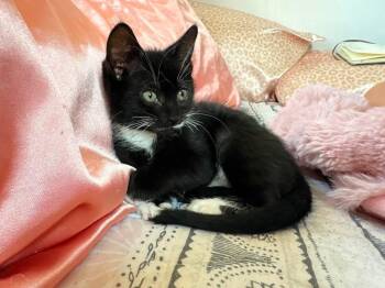 Ethel & Mable -  American Shorthair Cat for Adoption - Ethel & Mable | PetCurious